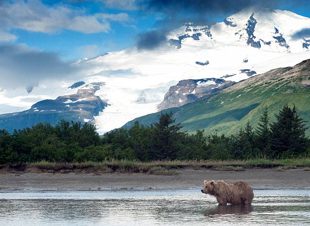 der brown bear in den fluss hat geduld - katmai national park stock-fotos und bilder