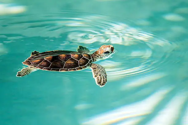 Cute endangered baby turtle swimming in turquoise water