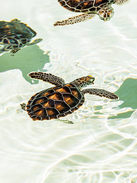 istock Cute endangered baby turtles 467703320