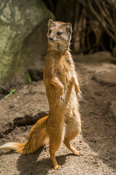 istock Yellow mongoose standing up at guard closeup 467703648
