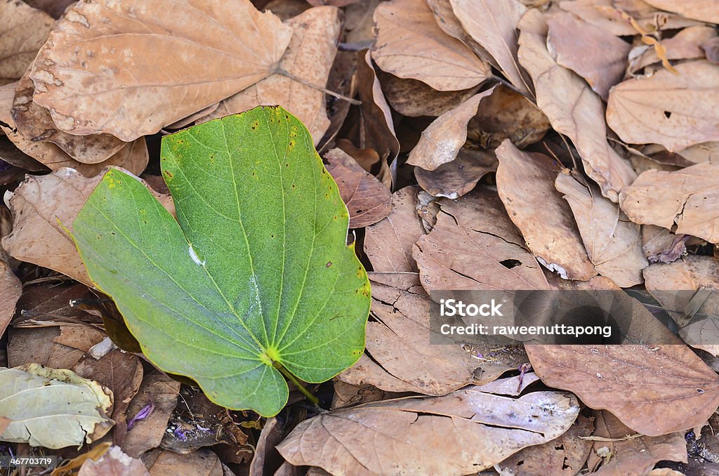 single green leave on dry golden autum Autumn Stock Photo