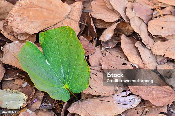 Single Green Leave On Dry Golden Autum Stock Photo - Download Image Now - Autumn, Backgrounds, Blue