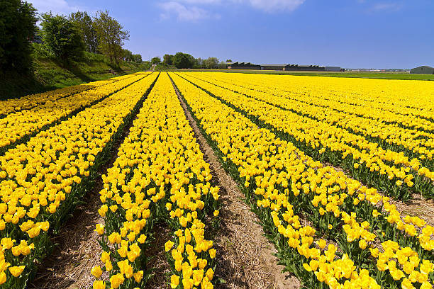 tulipano giallo campo - symetrie foto e immagini stock