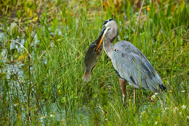 istock Great Blue Heron at Viera Wetlands, Florida with Fish 467704304