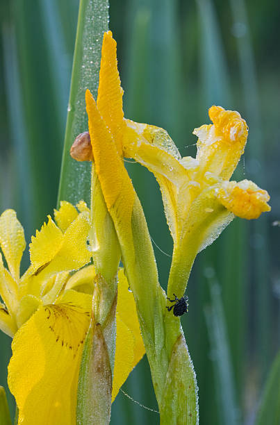 Insect on Iris stock photo