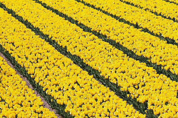 campo di tulipani gialli - symetrie foto e immagini stock