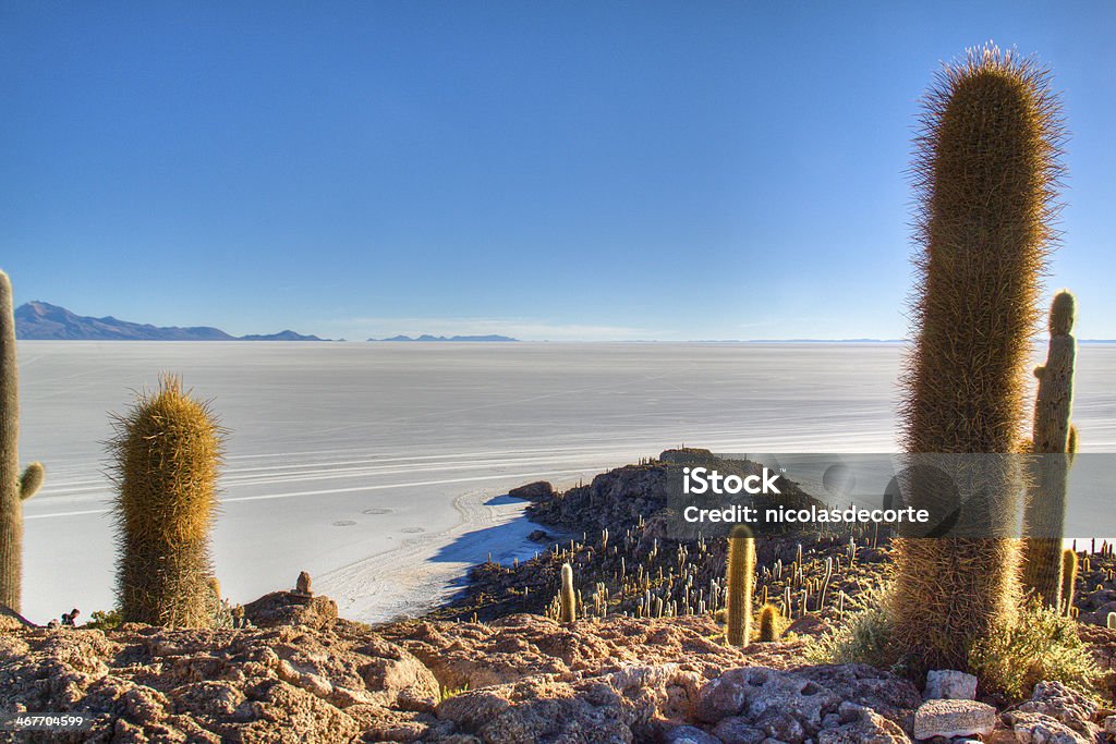 Cactuses at the saltflates Cactuses the salt flates of Uyuni, Bolivia Adventure Stock Photo