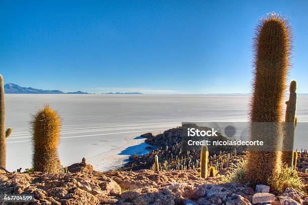 Cactuses At The Saltflates Stock Photo - Download Image Now - Adventure, Altiplano, Bolivia