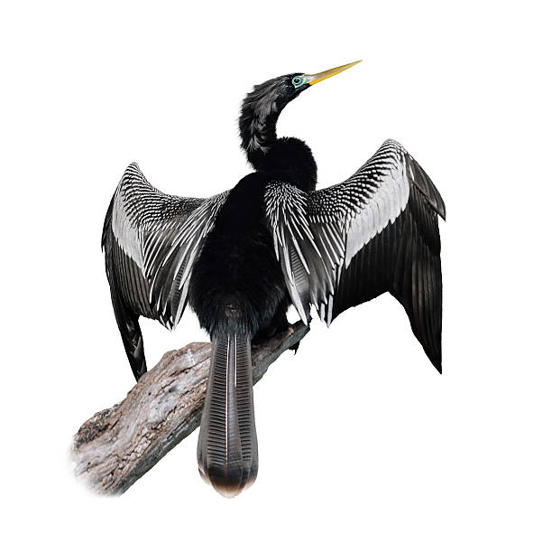 ヘビウ（ヘビウヘビウ)鳥 - anhinga ストックフォトと画像