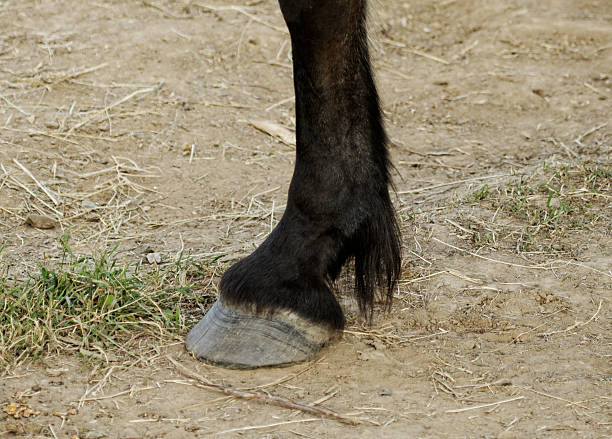 istock horse leg and hoof 467704815