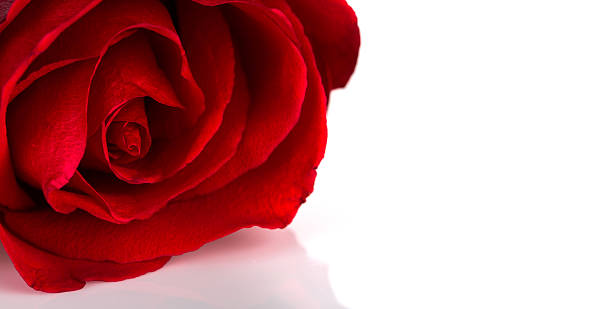 istock Beautiful red rose isolated on white background 467704935