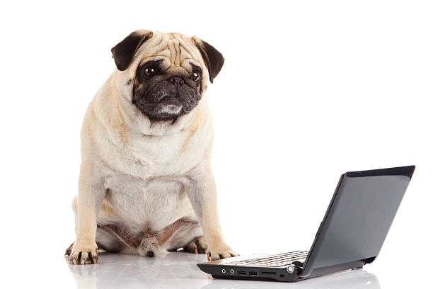 istock Pug Dog with laptop. 467704997