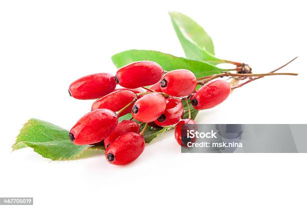 Barberry Stockfoto und mehr Bilder von Bocksdornfrucht - Bocksdornfrucht, Beere - Obst, Berberitzengewächs