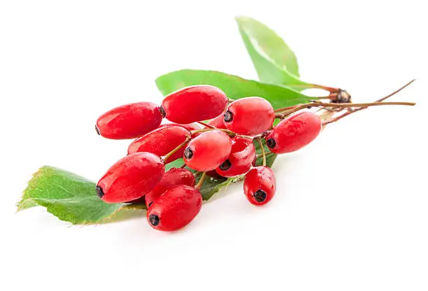 Barberry isolated on a white background