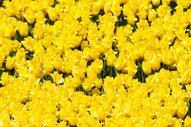tulipani gialli - symetrie foto e immagini stock