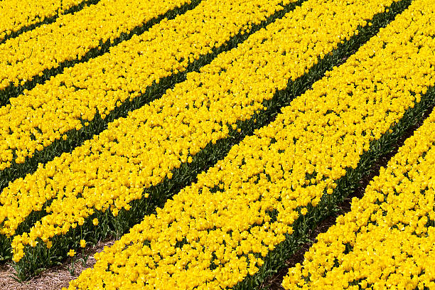 tulipani in giallo - symetrie foto e immagini stock