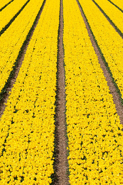 campo di tulipani verticale - symetrie foto e immagini stock