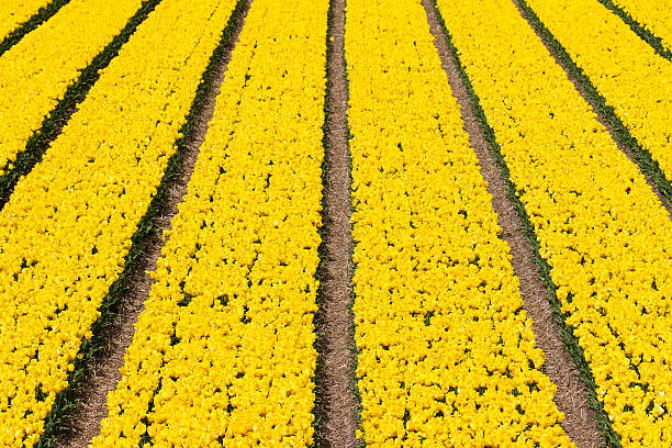 campo di tulipani gialli - symetrie foto e immagini stock