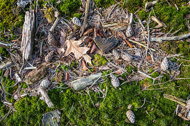 Closeup of fallen leaves, sticks and pine cones between the green moss on the floor of a forest on a sunny day in the winter season.