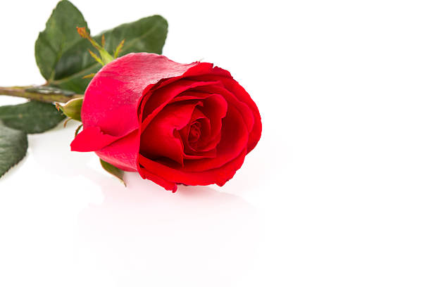istock Beautiful red rose isolated on white background 467706567
