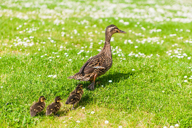 istock Family of ducks 467706691