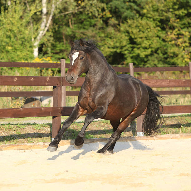istock Gorgeous brown welsh cob running 467707439