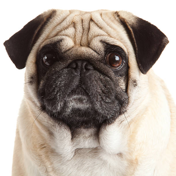 istock pug dog isolated on a white background 467707487
