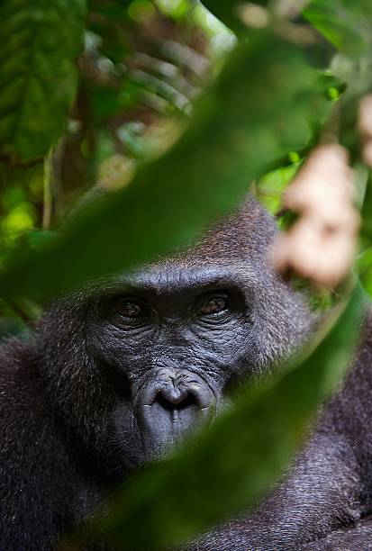 портрет женщины в западной низменности горилла - gorilla west monkey wildlife стоковые фото и изображения