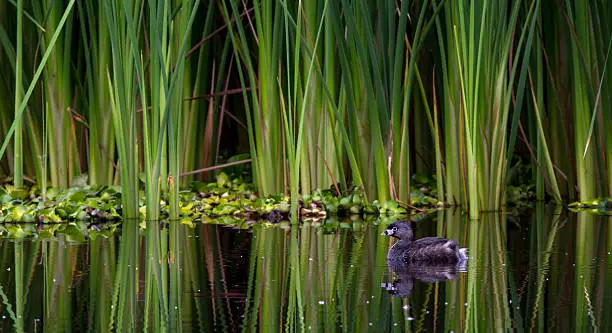 Photo of Pied billed Grebe