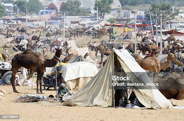 Tribal Pessoas Em Bovinos Justo Em Campo Nómadas Índia Pushkar - Fotografias de stock e mais imagens de Acampar