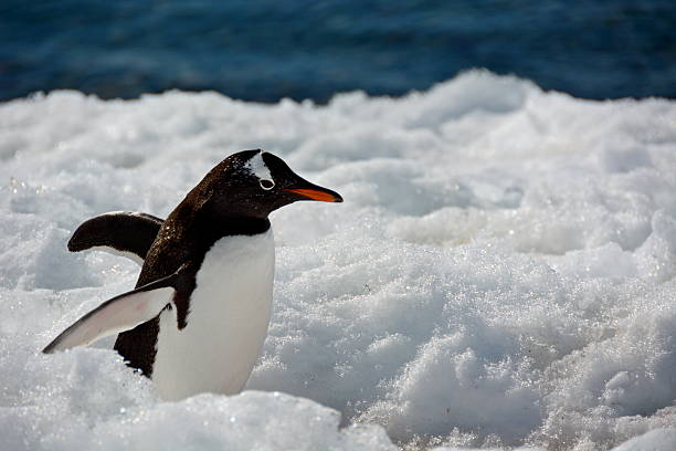 istock Gentoo Penguin walking in snow 467709094