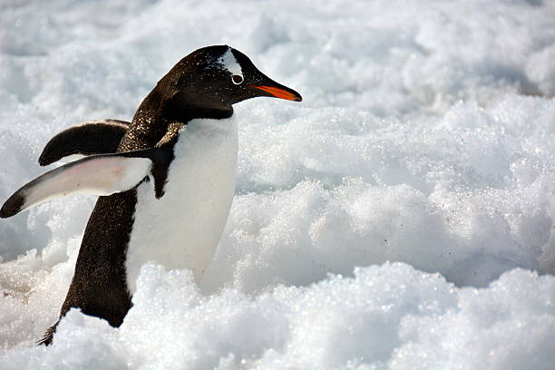 istock Gentoo Penguin walking in snow 467709096
