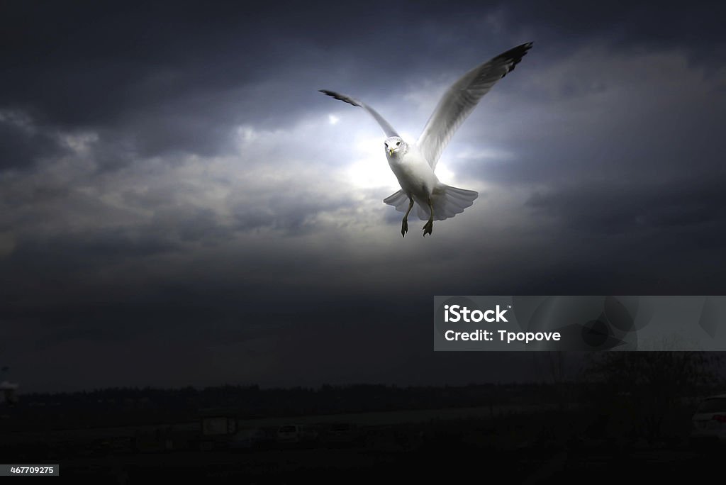 Seabird su sfondo scuro - Foto stock royalty-free di A mezz'aria