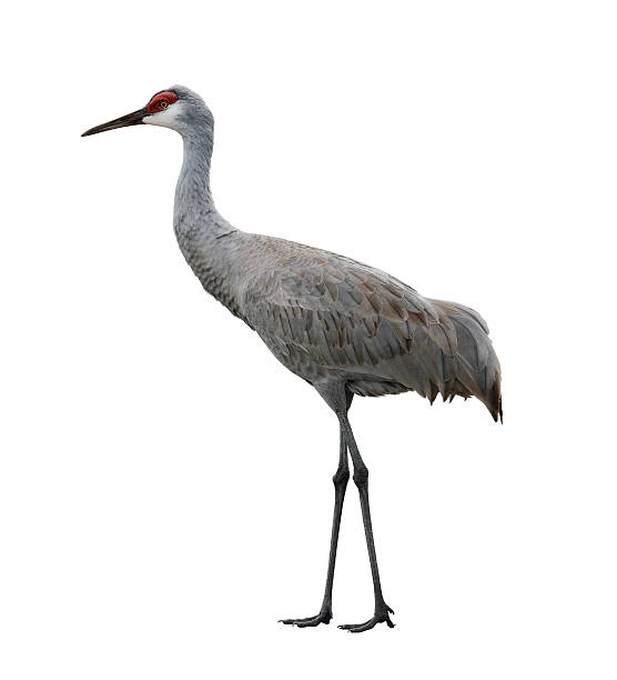 istock Isolated Sandhill Crane Bird on a white background 467709747