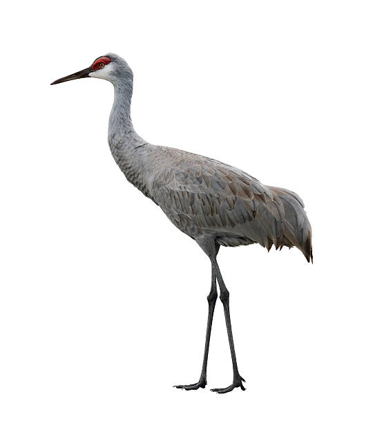 grou canadense pássaro - sandhill crane - fotografias e filmes do acervo