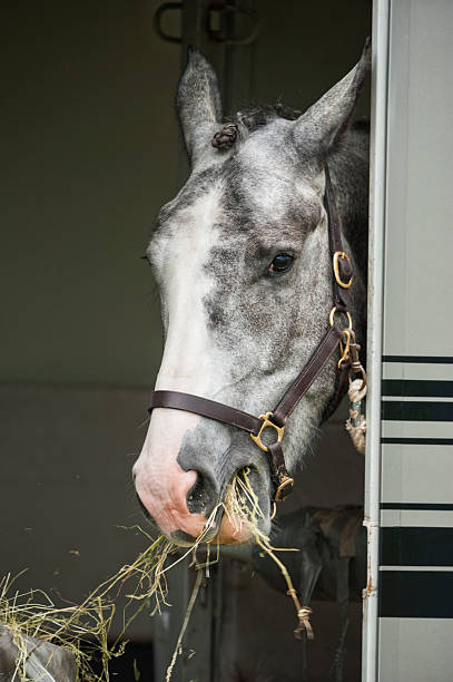 dapple gris horse comer hay dentro de un tráiler - halter fotografías e imágenes de stock