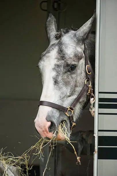 A grey dappled horse, wearing a leather halter, eating from a hay net while tied up inside a horse trailer. This horse is all cleaned up with it's mane in braids, ready to compete at a horse show. 