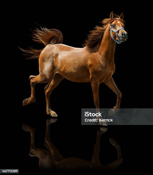 Arabian Horse Mareisoliert Auf Schwarz Stockfoto und mehr Bilder von Schwarzer Hintergrund - Schwarzer Hintergrund, Bewegung, Pferd