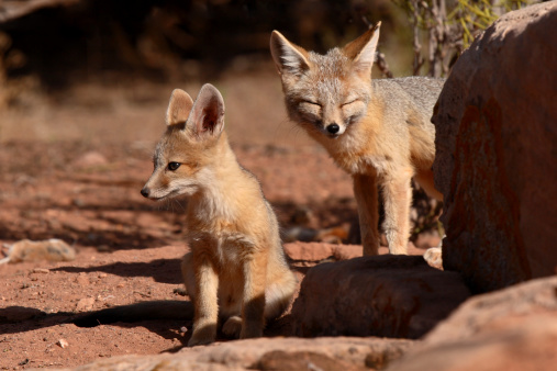 A Kit Fox mother and pup outside of their den in Utah.
