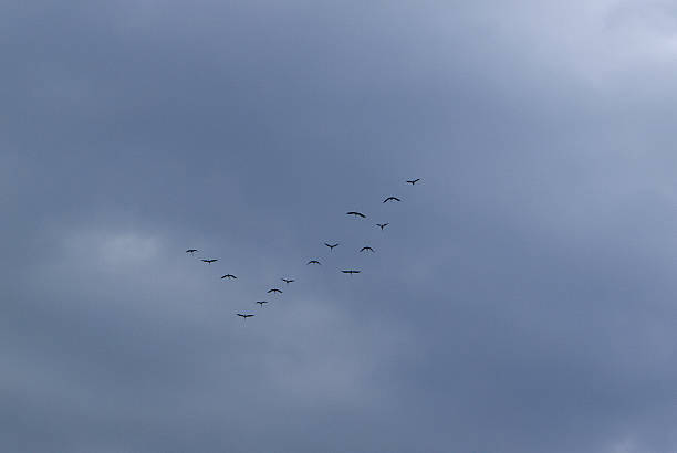 istock Flying of birds in cloudy sky. 467714982