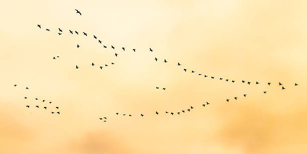 istock Flock of birds flying in V-formation 467716256
