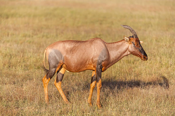 istock antelope on a background of green grass 467716396