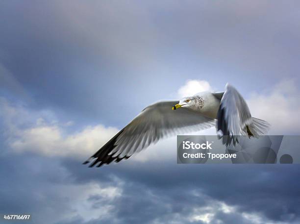 Seabird Führenden Stockfoto und mehr Bilder von Aufgefächert - Aufgefächert, Ausbreiten, Bewegung