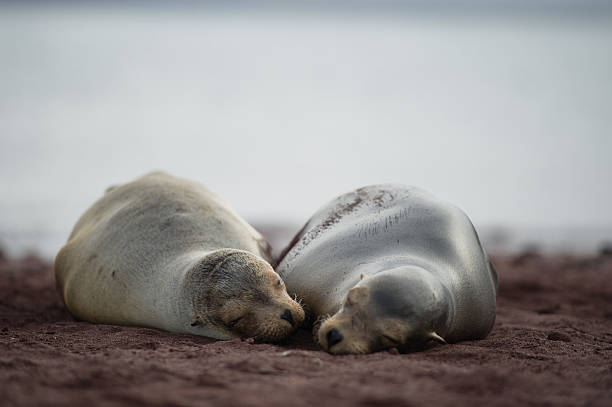 Two Sea Lions in Love stock photo