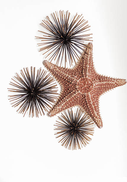view of starfish with decorated sea urchins on grey background stock photo
