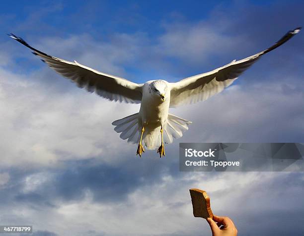 Alimentación De Pájaros Foto de stock y más banco de imágenes de Abrir en abanico - Abrir en abanico, Aire libre, Ala de animal