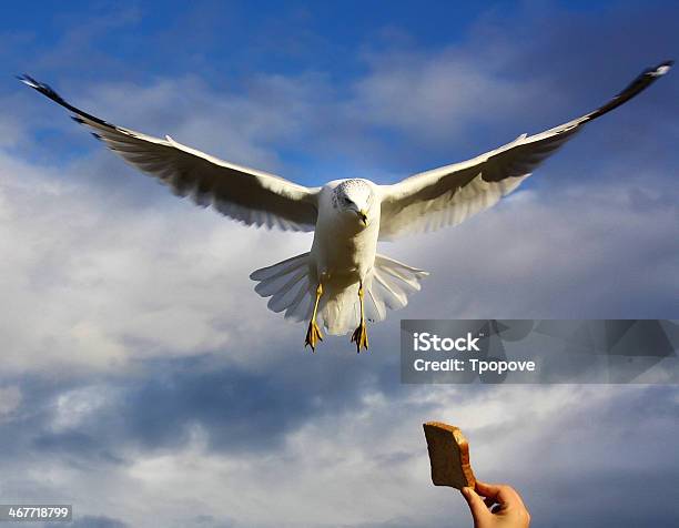 Photo libre de droit de Nourrir Les Oiseaux banque d'images et plus d'images libres de droit de Aile d'animal - Aile d'animal, Ailes déployées, Battre des ailes