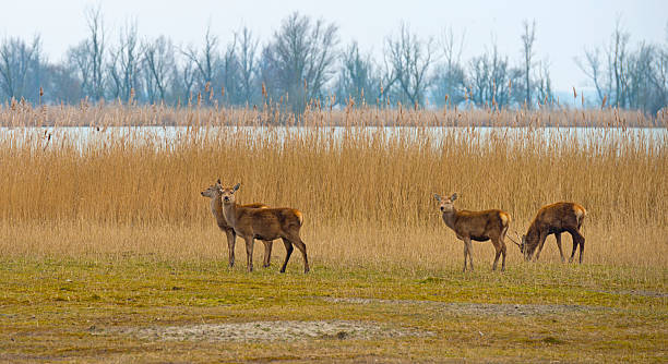 istock Red deer grazing in a field near a lake 467718902
