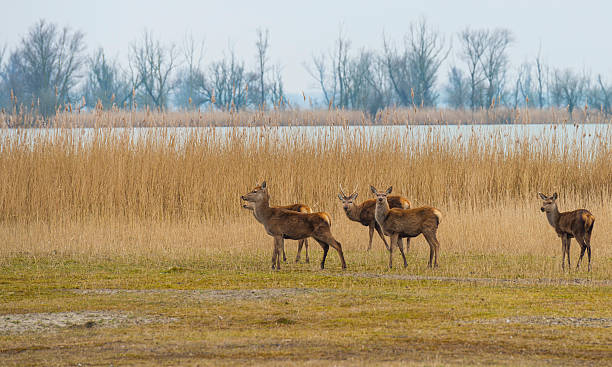 istock Red deer grazing in a field near a lake 467718904