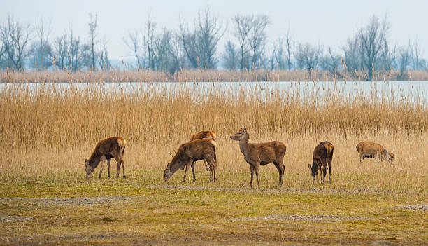 istock Red deer grazing in a field near a lake 467718906
